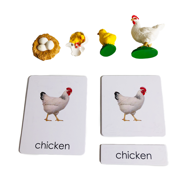 วงจรชีวิตสัตว์การ์ดและแบบจําลอ - Kids Education Card บทวิจารณ์และราคา