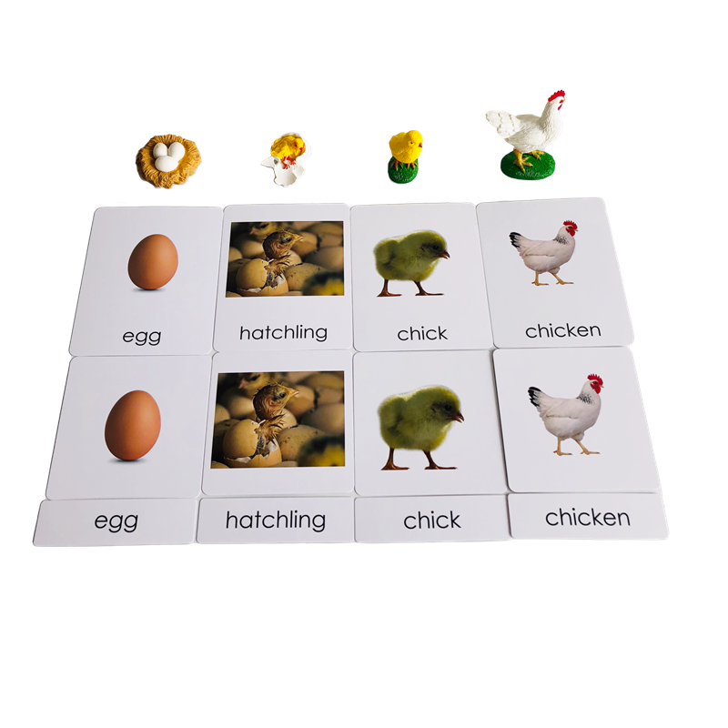 วงจรชีวิตสัตว์การ์ดและแบบจําลอ - Kids Education Card บทวิจารณ์และราคา